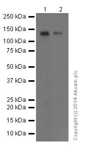 Western blot - Anti-Delta-catenin antibody [EPR17628] - BSA and Azide free (AB250781)