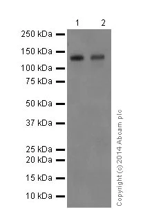 Western blot - Anti-Delta-catenin antibody [EPR17628] - BSA and Azide free (AB250781)