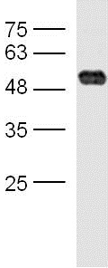 Western blot - Anti-Delta Opioid Receptor antibody (AB217143)