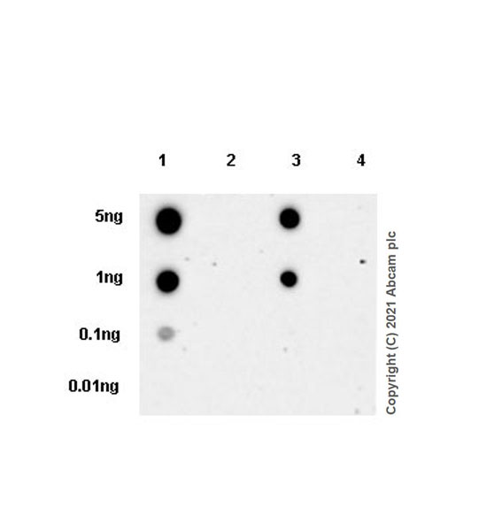 Dot Blot - Anti-Delta Opioid Receptor antibody [EPR24378-193] (AB283692), expandable thumbnail