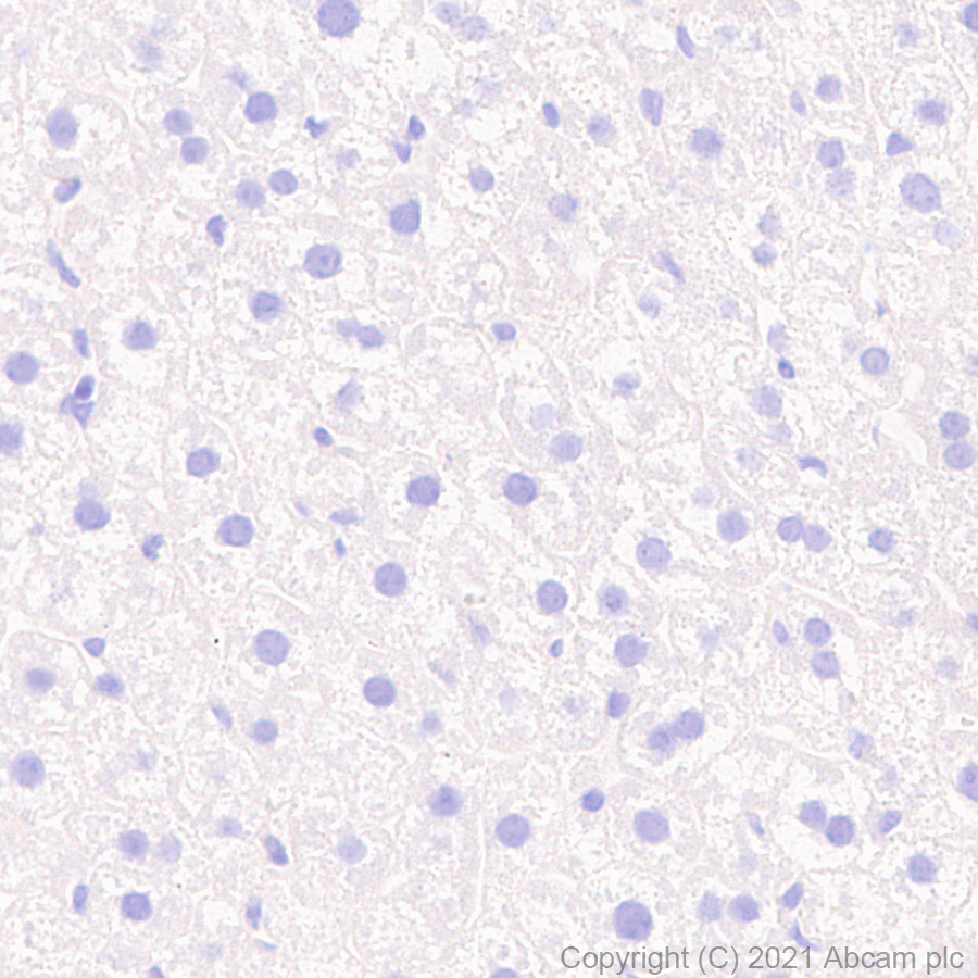 Immunohistochemistry (Formalin/PFA-fixed paraffin-embedded sections) - Anti-Delta Opioid Receptor antibody [EPR24378-193] (AB283692), expandable thumbnail