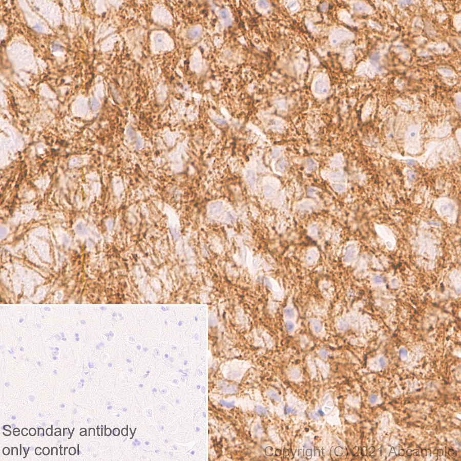 Immunohistochemistry (Formalin/PFA-fixed paraffin-embedded sections) - Anti-Delta Opioid Receptor antibody [EPR24378-193] (AB283692), expandable thumbnail