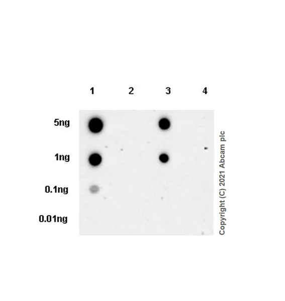 Dot Blot - Anti-Delta Opioid Receptor antibody [EPR24378-193] - BSA and Azide free (AB283722)
