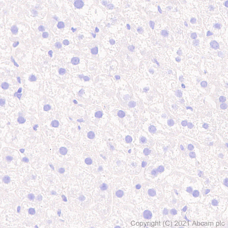 Immunohistochemistry (Formalin/PFA-fixed paraffin-embedded sections) - Anti-Delta Opioid Receptor antibody [EPR24378-193] - BSA and Azide free (AB283722)
