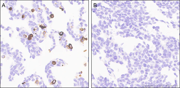 Immunohistochemistry (Formalin/PFA-fixed paraffin-embedded sections) - Anti-Delta Opioid Receptor antibody [EPR24378-193] - BSA and Azide free (AB283722)