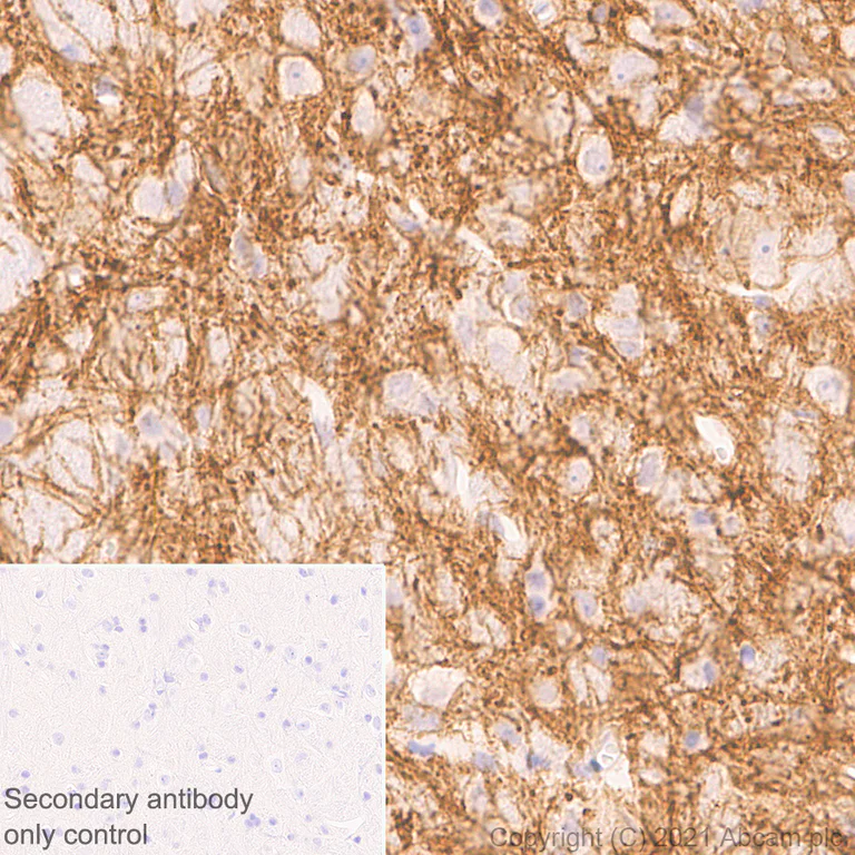Immunohistochemistry (Formalin/PFA-fixed paraffin-embedded sections) - Anti-Delta Opioid Receptor antibody [EPR24378-193] - BSA and Azide free (AB283722)