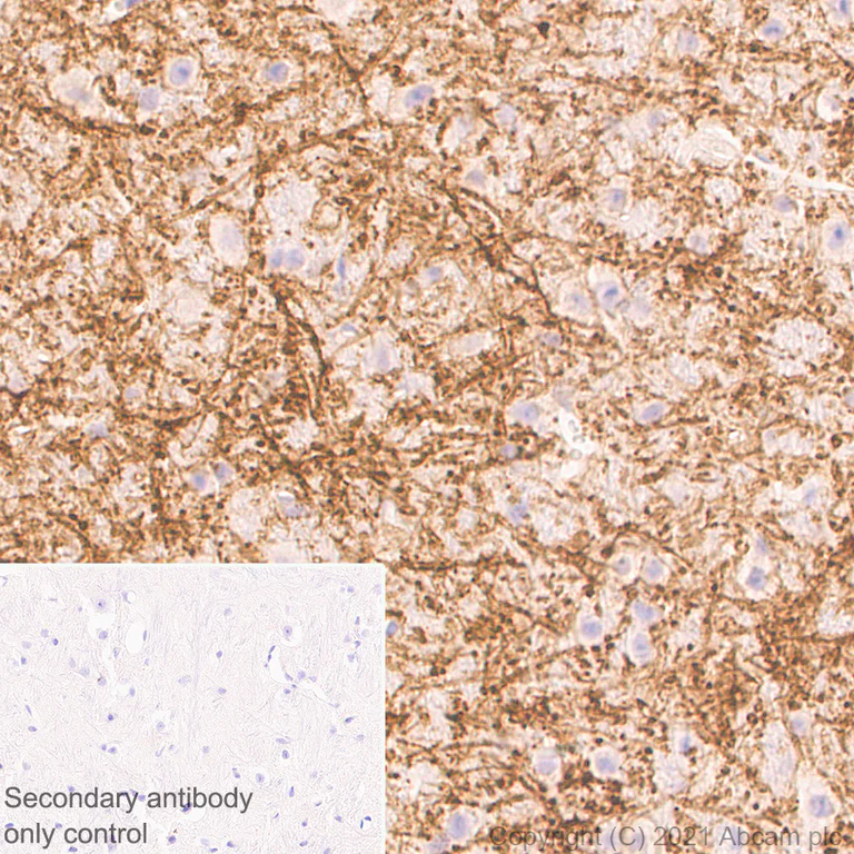 Immunohistochemistry (Formalin/PFA-fixed paraffin-embedded sections) - Anti-Delta Opioid Receptor antibody [EPR24378-193] - BSA and Azide free (AB283722)