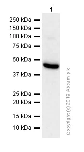 Western blot - Anti-Delta Opioid Receptor antibody [EPR5029(2)] (AB176324)