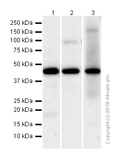 Western blot - Anti-Delta Opioid Receptor antibody [EPR5029(2)] (AB176324)