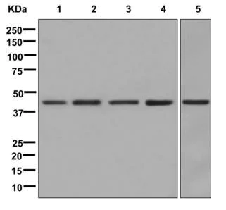 Western blot - Anti-Delta Opioid Receptor antibody [EPR5029(2)] (AB176324)