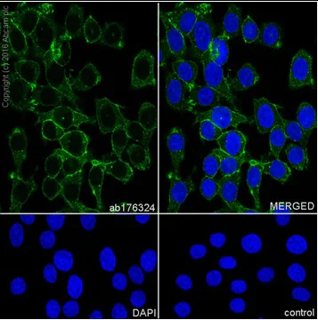 Immunocytochemistry/ Immunofluorescence - Anti-Delta Opioid Receptor antibody [EPR5029(2)] - BSA and Azide free (AB246339)