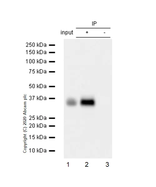 Immunoprecipitation - Anti-delta Sarcoglycan antibody [EPR8706] - BSA and Azide free (AB240108)