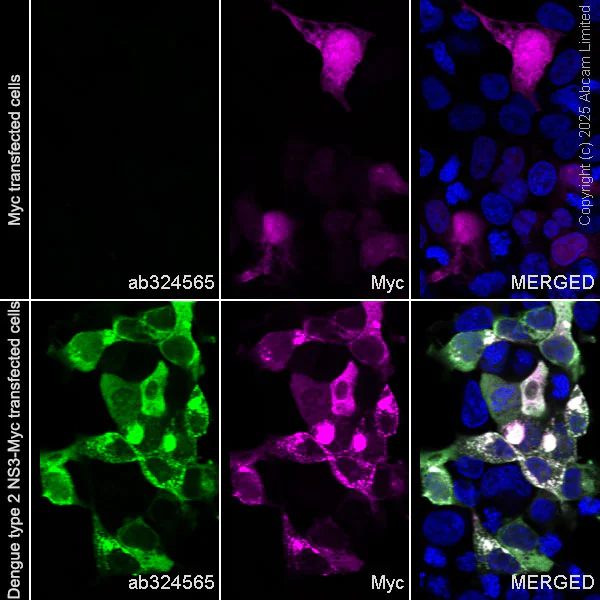 Immunocytochemistry/ Immunofluorescence - Anti-Dengue NS3 antibody [EPR29361-53] (AB324565)