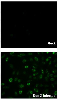 Immunocytochemistry/ Immunofluorescence - Anti-Dengue Virus 2 antibody (AB155042), expandable thumbnail
