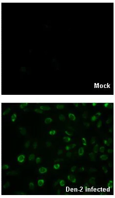 Immunocytochemistry/ Immunofluorescence - Anti-Dengue Virus 2 antibody (AB155042)