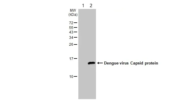 Western blot - Anti-Dengue Virus 2 antibody (AB155042)