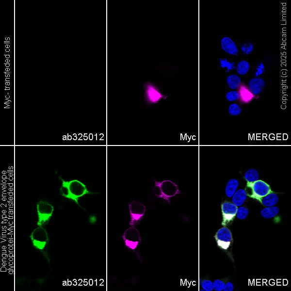 Immunocytochemistry/ Immunofluorescence - Anti-Dengue Virus 2 envelope glycoprotein antibody [EPR30748-587] (AB325012)