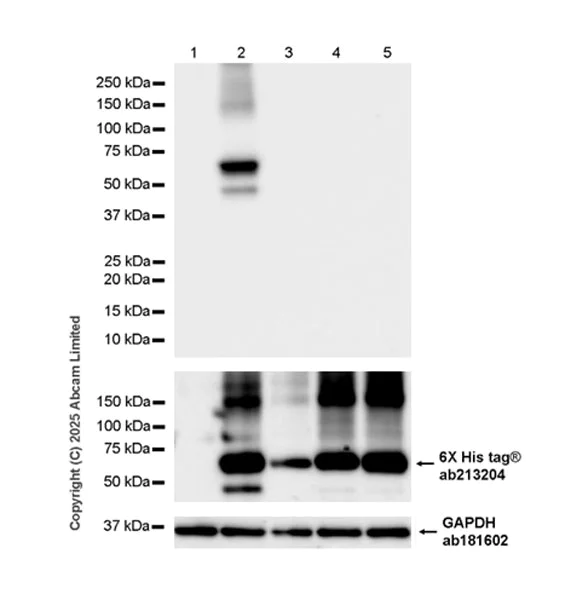 Western blot - Anti-Dengue Virus 2 envelope glycoprotein antibody [EPR30748-587] (AB325012)