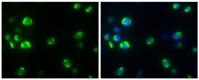Immunohistochemistry (Formalin/PFA-fixed paraffin-embedded sections) - Anti-Dengue virus Capsid protein antibody [GT574] - BSA and Azide free (AB308407), expandable thumbnail