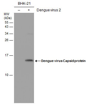 Western blot - Anti-Dengue virus Capsid protein antibody [GT574] - BSA and Azide free (AB308407), expandable thumbnail