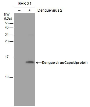 Western blot - Anti-Dengue virus Capsid protein antibody [GT574] - BSA and Azide free (AB308407)