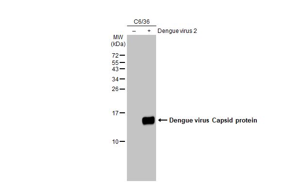 Western blot - Anti-Dengue virus Capsid protein antibody [GT574] - BSA and Azide free (AB308407), expandable thumbnail