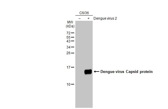 Western blot - Anti-Dengue virus Capsid protein antibody [GT574] - BSA and Azide free (AB308407)