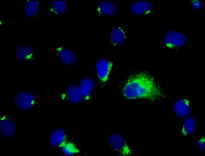Immunocytochemistry/ Immunofluorescence - Anti-Dengue Virus E glycoprotein antibody [DE1] (AB41349)