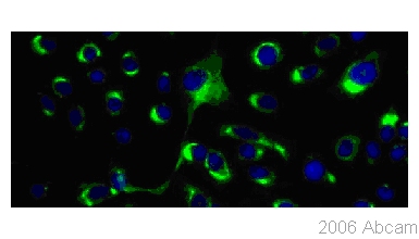 Immunocytochemistry/ Immunofluorescence - Anti-Dengue Virus E glycoprotein antibody [DE1] (AB41349)