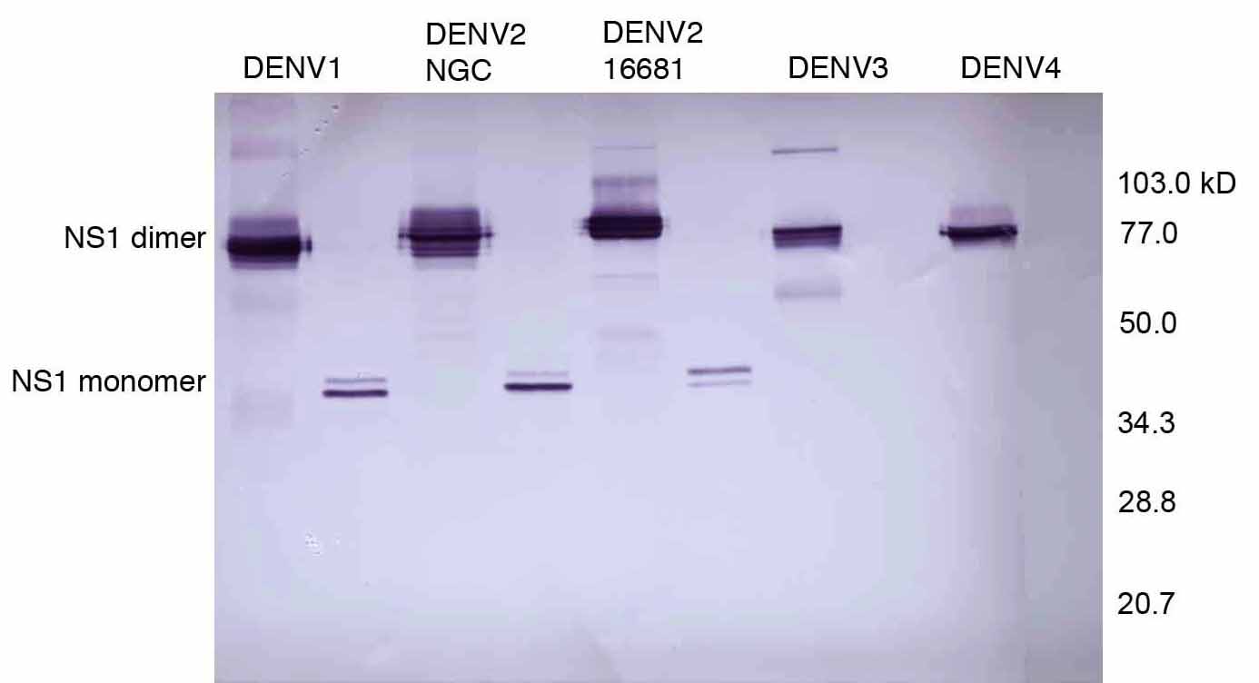 Western blot - Anti-Dengue Virus NS1 glycoprotein antibody [DN1] (AB41490)