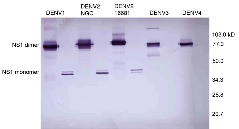 Western blot - Anti-Dengue Virus NS1 glycoprotein antibody [DN1] (AB41490)