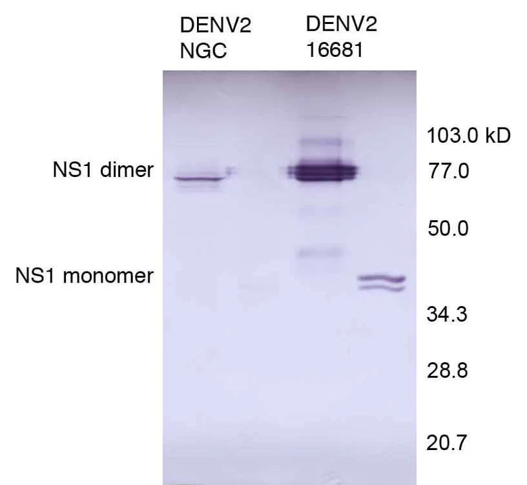 Western blot - Anti-Dengue Virus NS1 glycoprotein antibody [DN1] (AB41490)