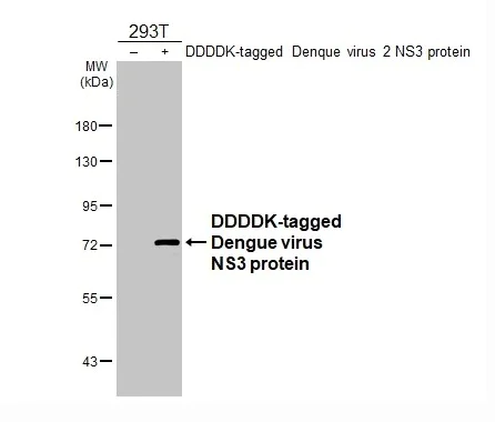 Western blot - Anti-Dengue virus NS2B protein antibody [HL2512] (AB317238)