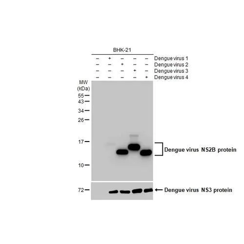Western blot - Anti-Dengue virus NS2B protein antibody [HL2513] (AB317239)
