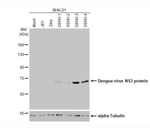 Western blot - Anti-Dengue virus NS3 protein antibody [HL2239] (AB317175)