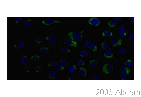 Immunocytochemistry/ Immunofluorescence - Anti-Dengue Virus prM glycoprotein antibody [DM1] (AB41473)