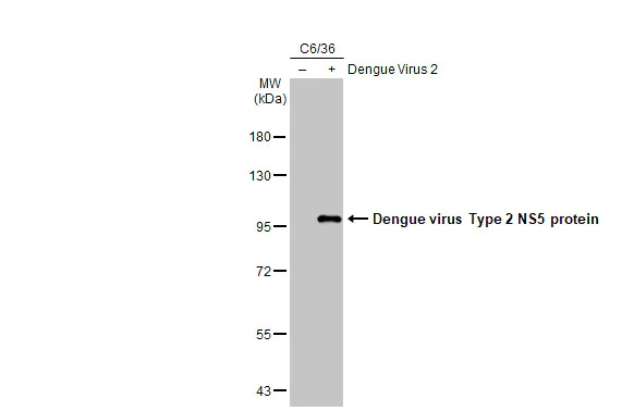 Western blot - Anti-Dengue virus Type 2 NS5 protein antibody [GT361] (AB308390)
