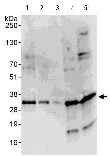 Western blot - Anti-Density Regulated Protein antibody (AB108221)