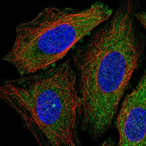 Immunocytochemistry/ Immunofluorescence - Anti-Density Regulated Protein antibody (AB244388)