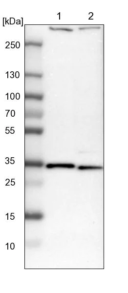 Western blot - Anti-Density Regulated Protein antibody (AB244388)