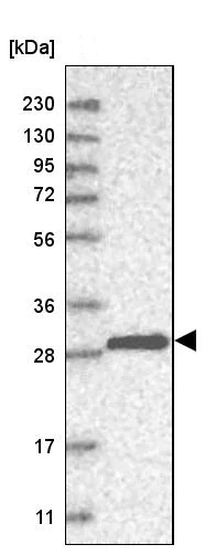 Western blot - Anti-Density Regulated Protein antibody (AB244388)
