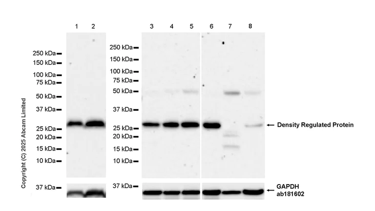 Western blot - Anti-Density Regulated Protein antibody [EPR29751-532] (AB324269)