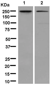 Western blot - Anti-DEP1 antibody [EPR13398] - BSA and Azide free (AB250457)