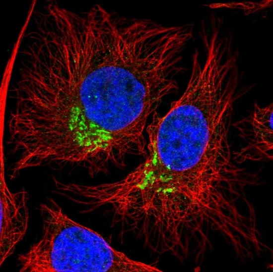 Immunocytochemistry/ Immunofluorescence - Anti-DEPDC5 antibody (AB185565)