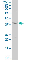 Western blot - Anti-Deptor antibody (AB103298)