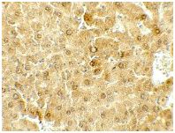 Immunohistochemistry (Formalin/PFA-fixed paraffin-embedded sections) - Anti-Deptor antibody (AB191841)