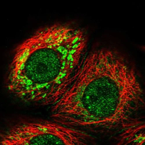 Immunocytochemistry/ Immunofluorescence - Anti-Deptor antibody (AB244395)