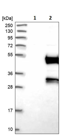 Western blot - Anti-Deptor antibody (AB244395)
