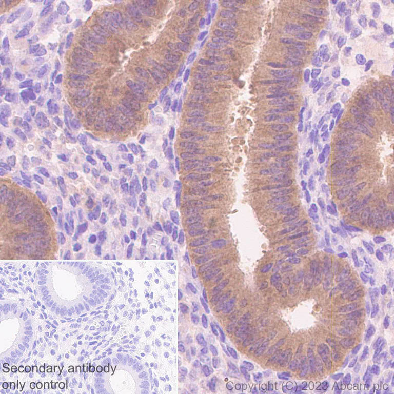 Immunohistochemistry (Formalin/PFA-fixed paraffin-embedded sections) - Anti-Deptor antibody [EPR26159-220] - BSA and Azide free (AB309532)
