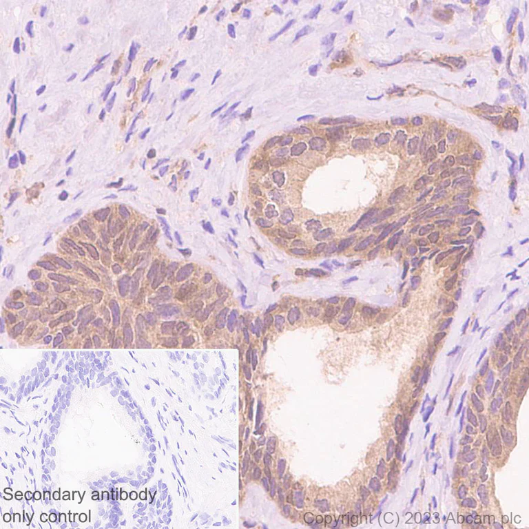 Immunohistochemistry (Formalin/PFA-fixed paraffin-embedded sections) - Anti-Deptor antibody [EPR26159-220] - BSA and Azide free (AB309532)
